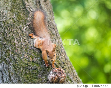 Portrait of a squirrel on a tree trunk 140024432
