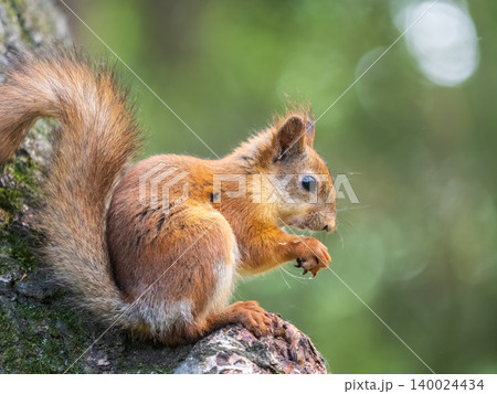 The squirrel with nut sits on a branches in the spring or summer. The squirrel with nut sits on a branches in the spring or summer. 140024434