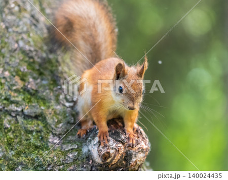 Portrait of a squirrel on a tree trunk Portrait of a squirrel on a tree trunk 140024435