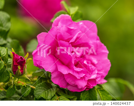 Blooming rosehip flower, beautiful pink flower on a bush branch. Beautiful natural background of blooming greenery. 140024437