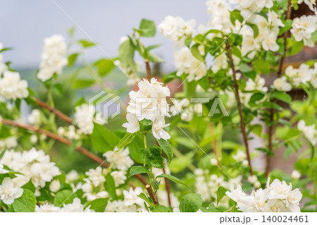 Bright white flowers with raindrops. Philadelphus coronarius, sweet mock-orange, English dogwood Bright white flowers with raindrops. Philadelphus coronarius, sweet mock-orange, English dogwood 140024461