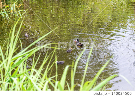Eurasian Coot with Chicks Swimming on Lake Eurasian Coot with Chicks Swimming on Lake 140024500