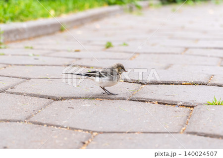 White Wagtail chick sitting on the ground White Wagtail chick sitting on the ground 140024507