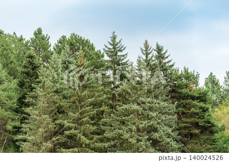 Thuja branches close-up. Thuja branch background 140024526