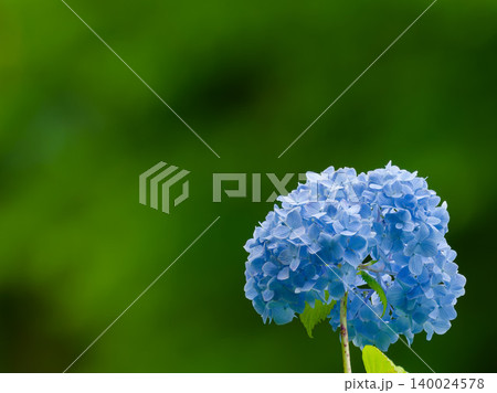 梅雨の青い紫陽花と緑の背景 コピースペースあり 梅雨の青い紫陽花と緑の背景 コピースペースあり 140024578