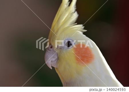 オカメインコ 140024593