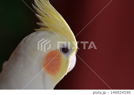 オカメインコ 140024598