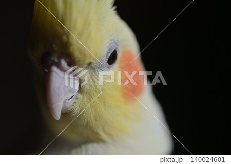 オカメインコ オカメインコ 140024601