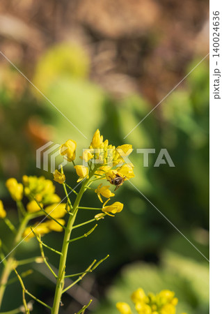 冬の日差しで輝く早咲きの菜の花と蜜蜂09 冬の日差しで輝く早咲きの菜の花と蜜蜂09 140024636