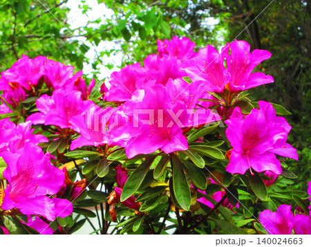 ピンク色のツツジの花の満開の美しい風景 ピンク色のツツジの花の満開の美しい風景 140024663