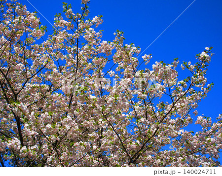 八重桜の花の美しい風景(2026年撮影) 八重桜の花の美しい風景(2026年撮影) 140024711