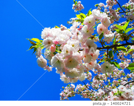 八重桜の花の美しい風景(2026年撮影) 八重桜の花の美しい風景(2026年撮影) 140024721