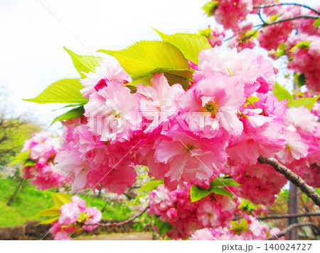 八重桜の花の美しい風景(2026年撮影) 八重桜の花の美しい風景(2026年撮影) 140024727