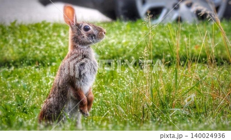 rabbits bunny in grass rabbits bunny in grass 140024936