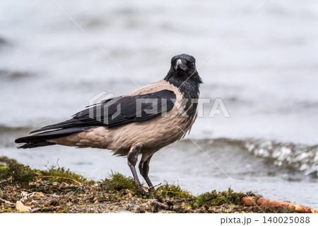 Hooded Crow Standing at the Edge of the Water Hooded Crow Standing at the Edge of the Water 140025088