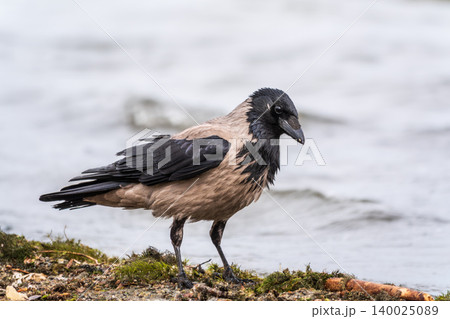 Hooded Crow Standing at the Edge of the Water Hooded Crow Standing at the Edge of the Water 140025089