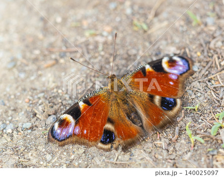 Peacock butterfly on the ground among the grass Peacock butterfly on the ground among the grass 140025097