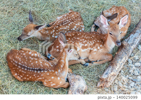 Spotted fallow Deer's lays down on the ground in contact zoo. 140025099