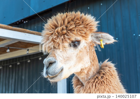 Close-up of a brown alpaca, showing its face and woolly neck. 140025107