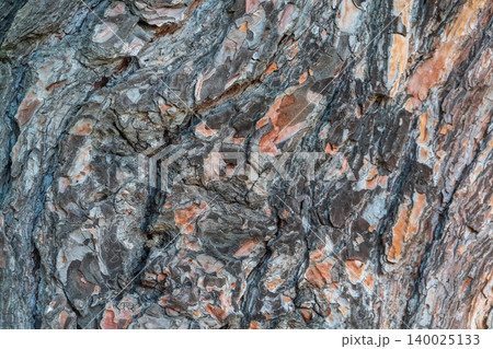 Old wood pine bark texture or background. 140025133