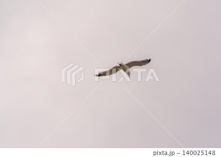Sea gull in the clear blue sky. 140025148