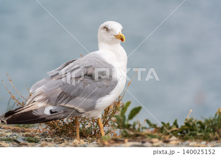 Seagull standing on pebble beach. Side view of a seagull standing on a rocky pebble beach. 140025152