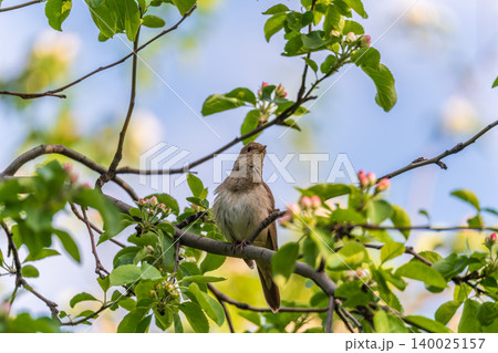 Thrush Nightingale, Luscinia luscinia. A bird sits on a tree branch and sings Thrush Nightingale, Luscinia luscinia. A bird sits on a tree branch and sings 140025157
