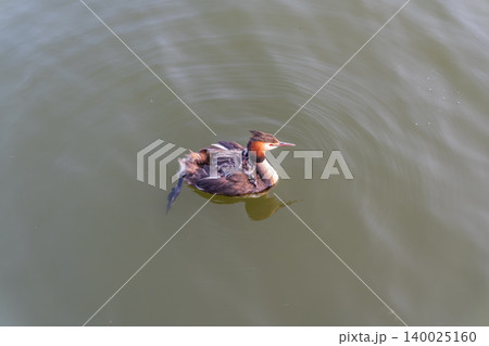 The water bird Great crested Grebe, Podiceps cristatus, swimming in the lake, and its cute babies riding on its back The water bird Great crested Grebe, Podiceps cristatus, swimming in the lake, and its cute babies riding on its back 140025160