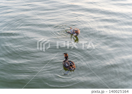 An adult great crested grebe feeds its chick with fish on a summer evening. An adult great crested grebe feeds its chick with fish on a summer evening. 140025164
