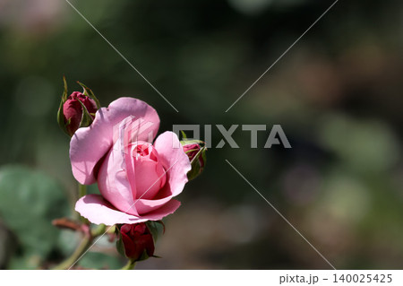 多くの人々の心を癒す色とりどりに咲き誇るバラの花たち 140025425