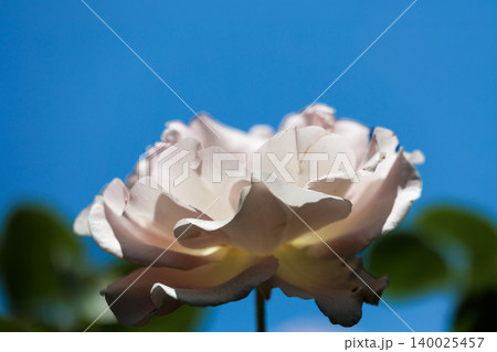 多くの人々の心を癒す色とりどりに咲き誇るバラの花たち 多くの人々の心を癒す色とりどりに咲き誇るバラの花たち 140025457