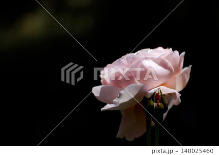 多くの人々の心を癒す色とりどりに咲き誇るバラの花たち 多くの人々の心を癒す色とりどりに咲き誇るバラの花たち 140025460