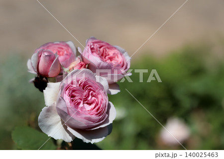 多くの人々の心を癒す色とりどりに咲き誇るバラの花たち 140025463