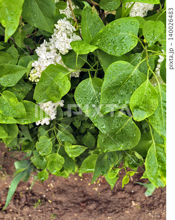 White Lilac Flowers Growing In Garden Foliage White Lilac Flowers Growing In Garden Foliage 140026483