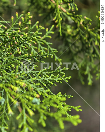 Green Conifer Branch Growing In Natural Garden Green Conifer Branch Growing In Natural Garden 140026484