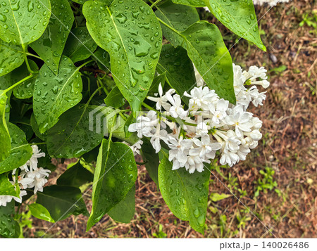 White lilac flowers growing among green leaves in a natural outdoor garden setting. Spring botanical blossoms shown in a detailed close up composition. White lilac flowers growing among green leaves in a natural outdoor garden setting. Spring botanical blossoms shown in a detailed close up composition. 140026486