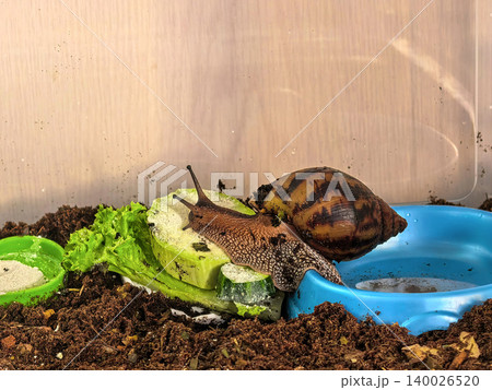 Giant African Snail Feeding Near Water Bowl 140026520