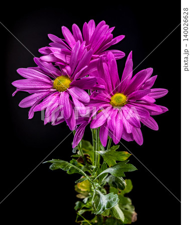Beautiful Purple Chrysanthemum Flowers On Stems Against Black Background Beautiful Purple Chrysanthemum Flowers On Stems Against Black Background 140026628