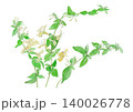 スイカズラ Lonicera japonica の水彩イラスト スイカズラ Lonicera japonica の水彩イラスト 140026778