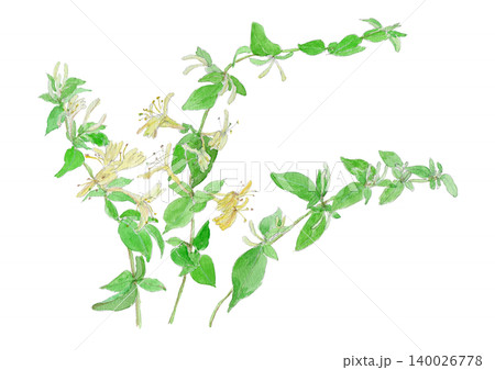 スイカズラ　Lonicera japonica の水彩イラスト 140026778