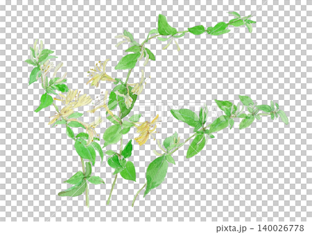 スイカズラ　Lonicera japonica の水彩イラスト 140026778