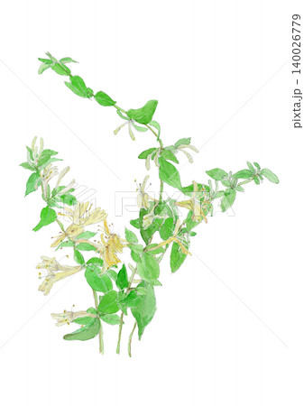 スイカズラ　Lonicera japonica の水彩イラスト 140026779