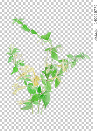 スイカズラ　Lonicera japonica の水彩イラスト 140026779