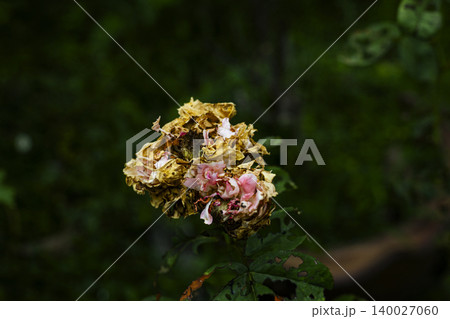 Damask Rose Dying From Severe Caterpillar Infestation. Close up of pink rose blossom being destroyed by caterpillars, ideal for gardening, pest control and plant disease themes. 140027060