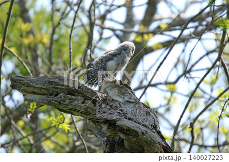 巣穴から外の世界に出たエゾフクロウの幼鳥 エゾフクロウ モフモフ 綿毛 北海道の野鳥 巣穴から外の世界に出たエゾフクロウの幼鳥 エゾフクロウ モフモフ 綿毛 北海道の野鳥 140027223