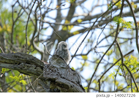 巣穴から外の世界に出たエゾフクロウの幼鳥 エゾフクロウ モフモフ 綿毛 北海道の野鳥 巣穴から外の世界に出たエゾフクロウの幼鳥 エゾフクロウ モフモフ 綿毛 北海道の野鳥 140027226