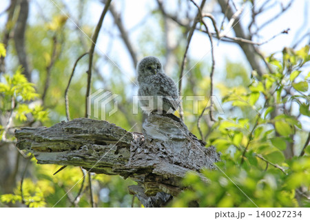 巣穴から外の世界に出たエゾフクロウの幼鳥 エゾフクロウ モフモフ 綿毛 北海道の野鳥 巣穴から外の世界に出たエゾフクロウの幼鳥 エゾフクロウ モフモフ 綿毛 北海道の野鳥 140027234