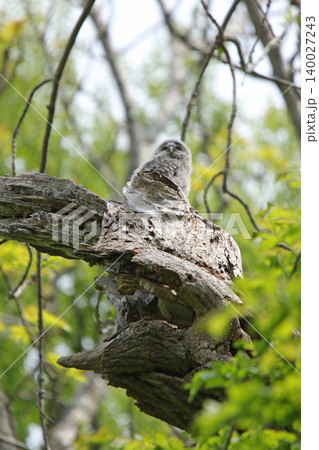巣穴から外の世界に出たエゾフクロウの幼鳥　エゾフクロウ　モフモフ　綿毛　北海道の野鳥 140027243