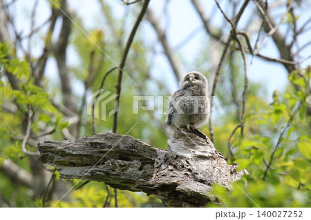 巣穴から外の世界に出たエゾフクロウの幼鳥 エゾフクロウ モフモフ 綿毛 北海道の野鳥 巣穴から外の世界に出たエゾフクロウの幼鳥 エゾフクロウ モフモフ 綿毛 北海道の野鳥 140027252