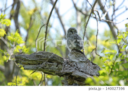 巣穴から外の世界に出たエゾフクロウの幼鳥 エゾフクロウ モフモフ 綿毛 北海道の野鳥 巣穴から外の世界に出たエゾフクロウの幼鳥 エゾフクロウ モフモフ 綿毛 北海道の野鳥 140027396